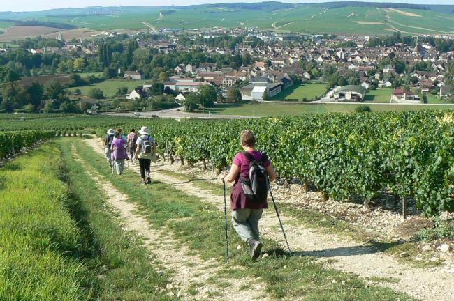 Randonneurs marchant dans les sentiers des vignes avec vue sur CHablis